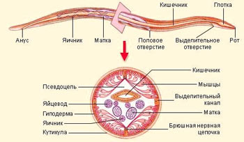 Строение Аскарид